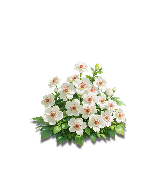 White Halcyon Tree Peony