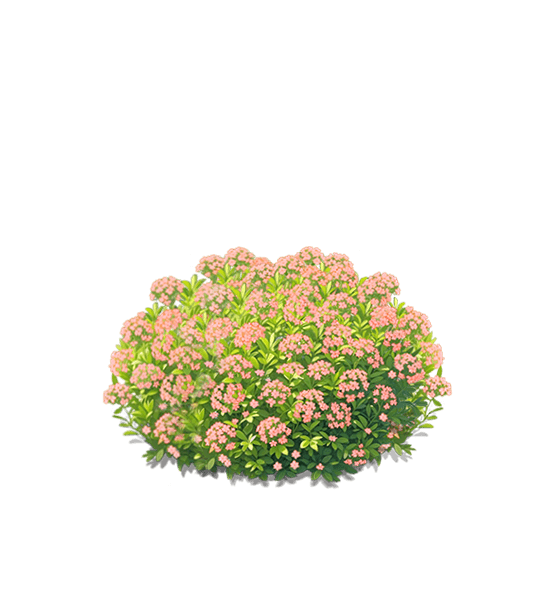 Pink Baby's Breath