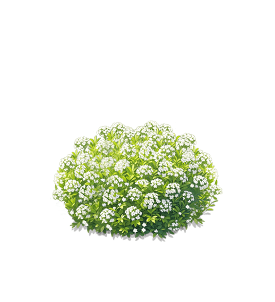 White Baby's Breath