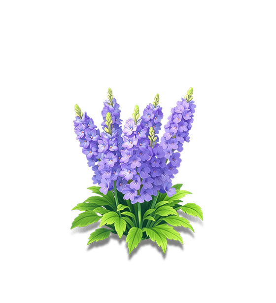 Purple Larkspur