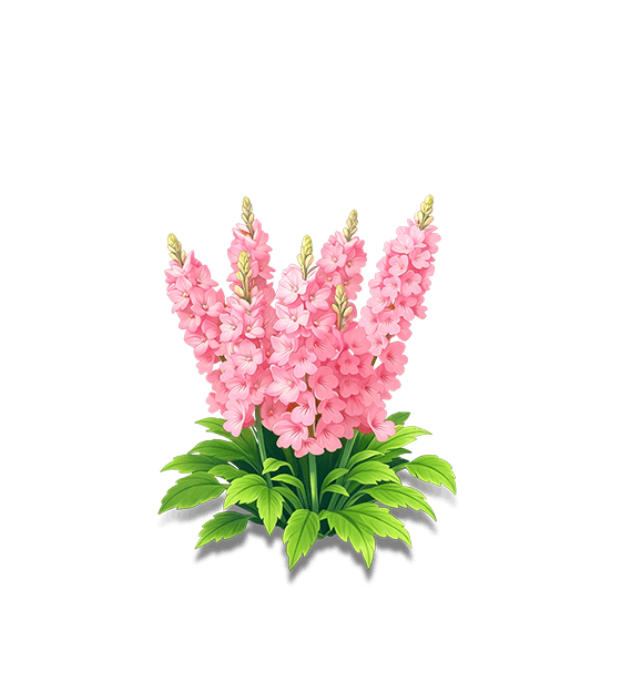 Peach Larkspur