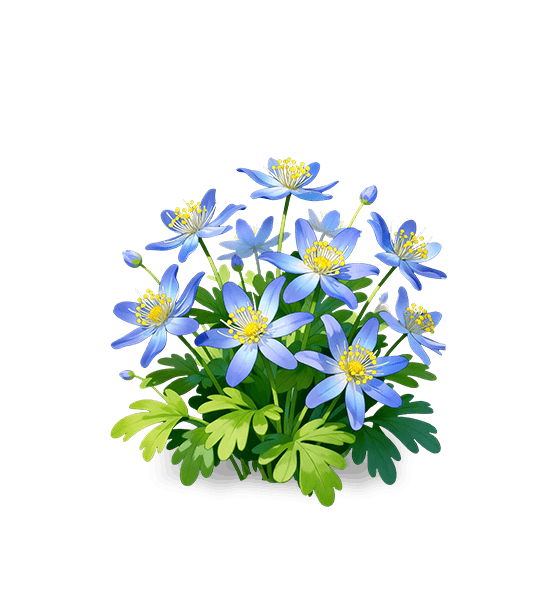 Hellébore bleu