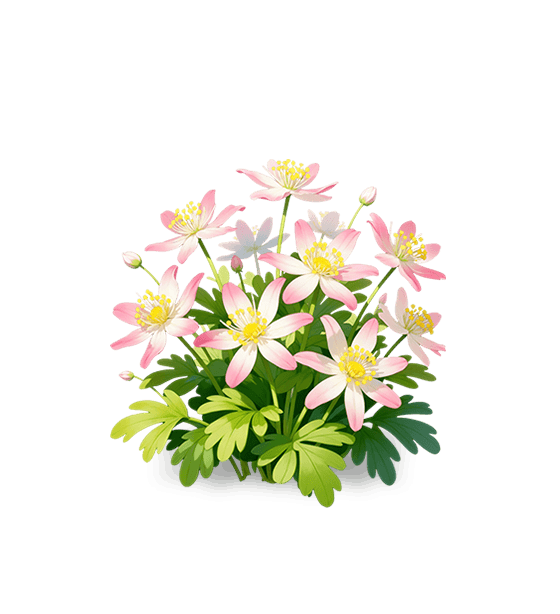 Hellébore rose