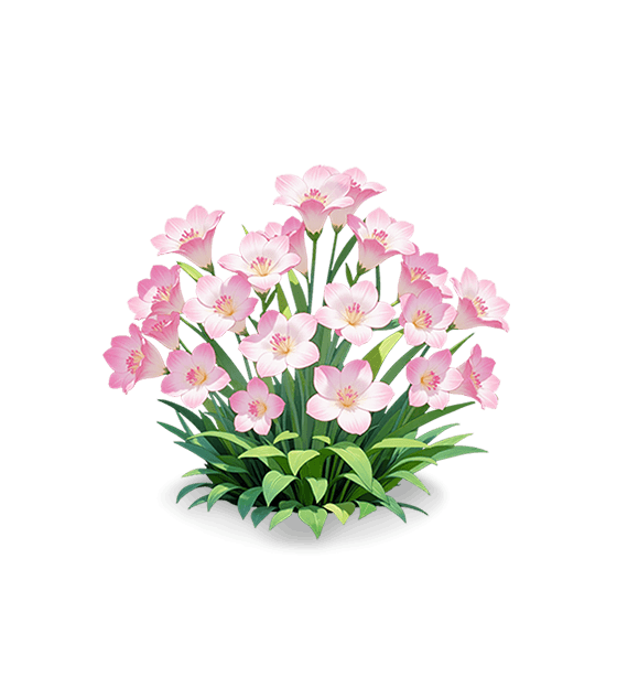 Freesia parfumé rose