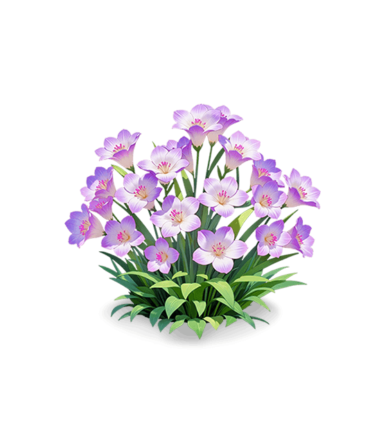 Freesia parfumé violet