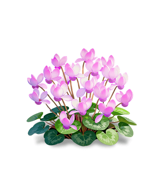 Cyclamen violet