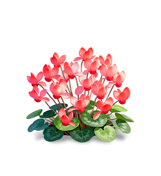 Cyclamen orange