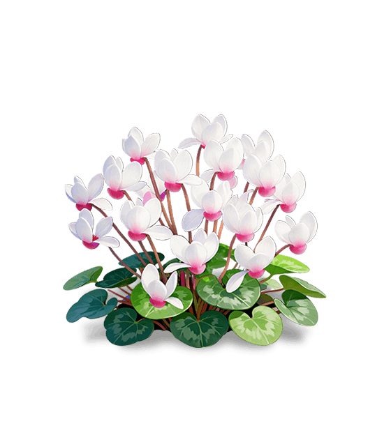 Cyclamen rose