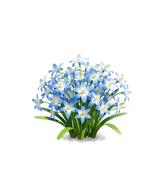 Gloire des neiges azur