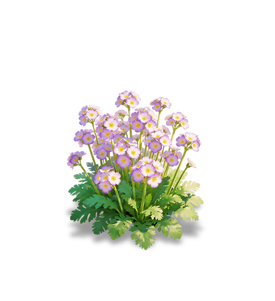 Primevère des fées violette