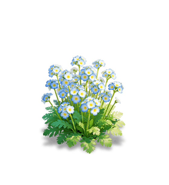 Primevère des fées bleue