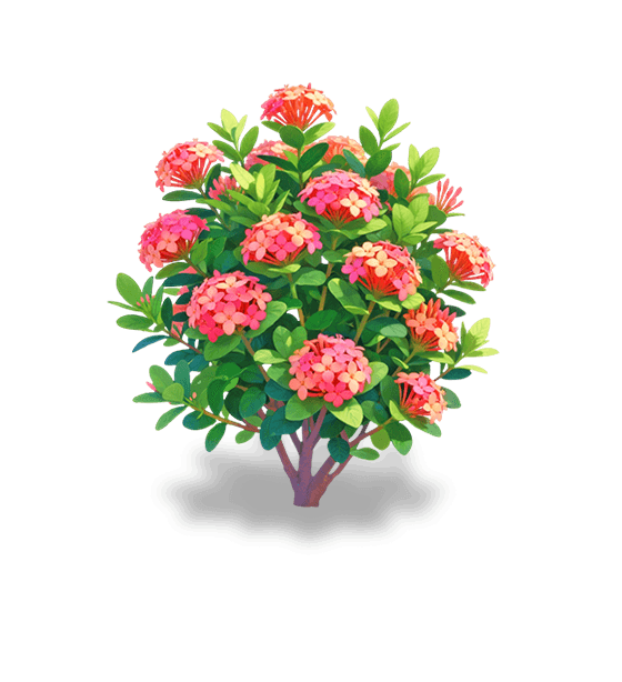 Ixora orange