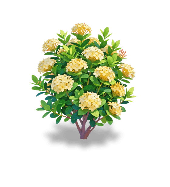 Ixora doré