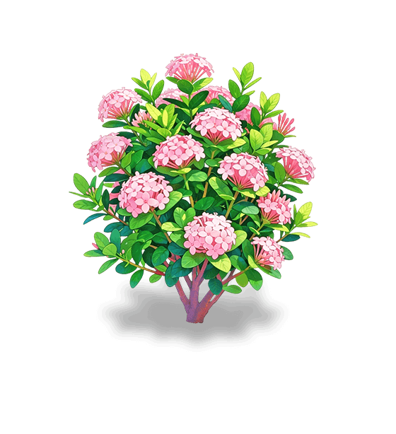 Ixora rose