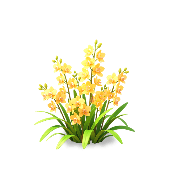 Oreorchis doré