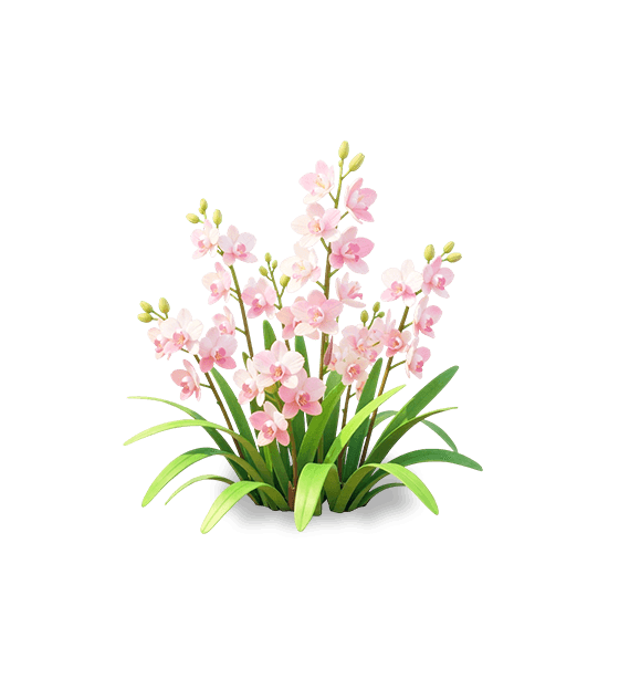 Oreorchis rose