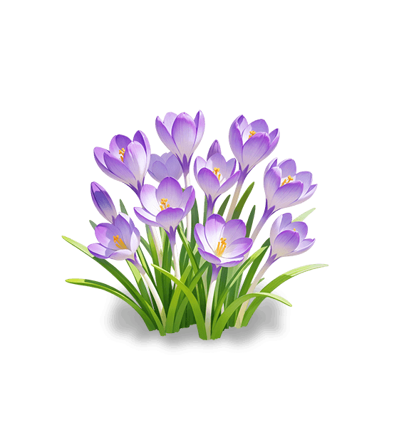 Crocus