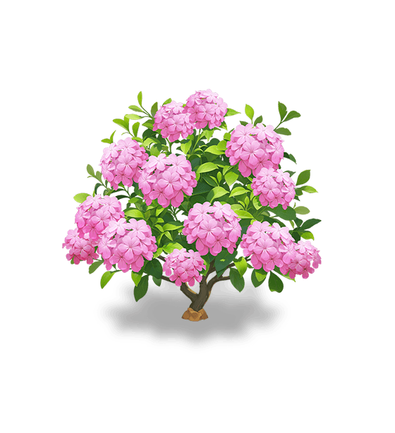 Plumbago rose clair