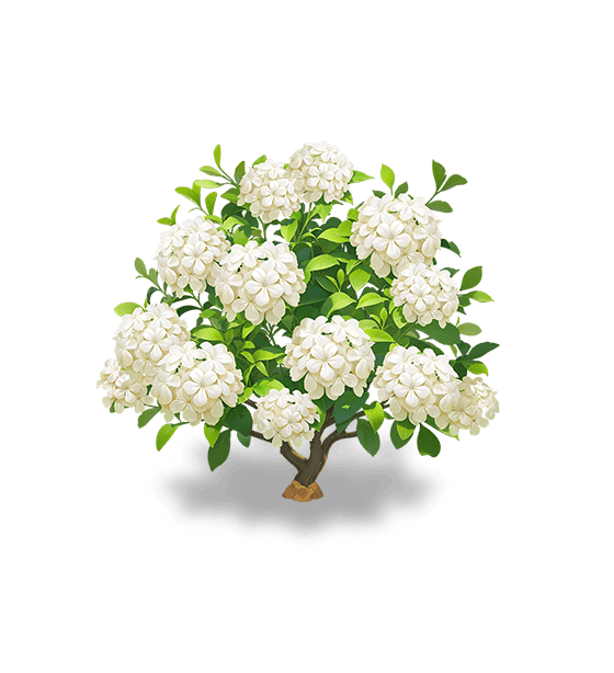 Plumbago blanc