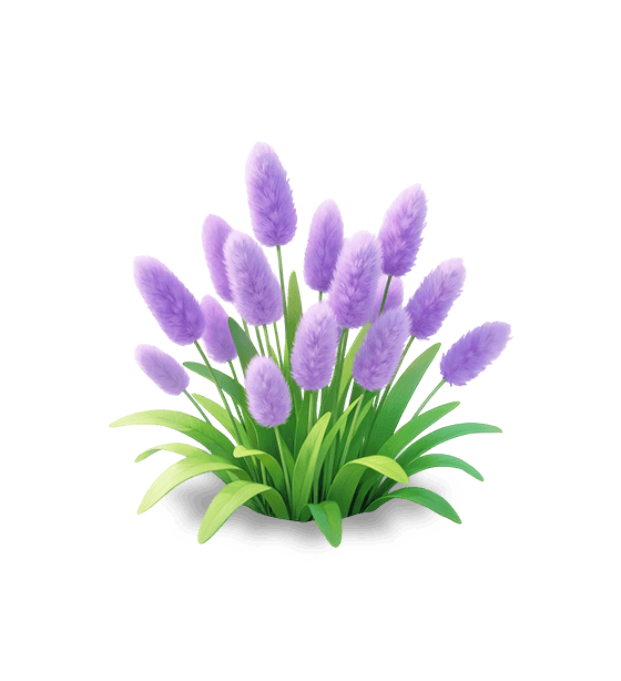 Queue de lapin violette