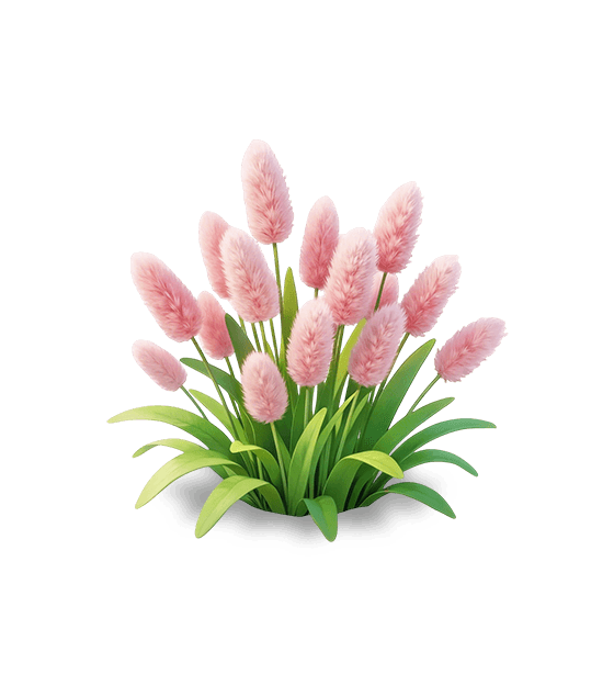 Queue-de-lièvre rose
