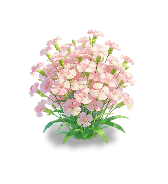 Œillet branchu rose