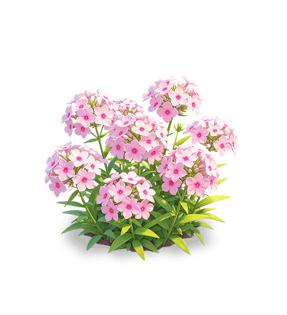 Phlox rose