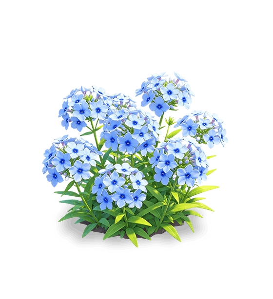 Phlox bleu azur
