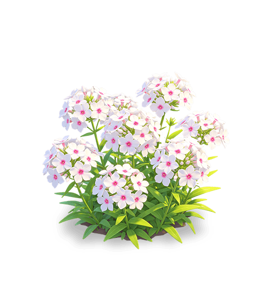 Phlox blanc neige