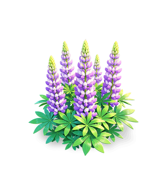 Lupin brume violette