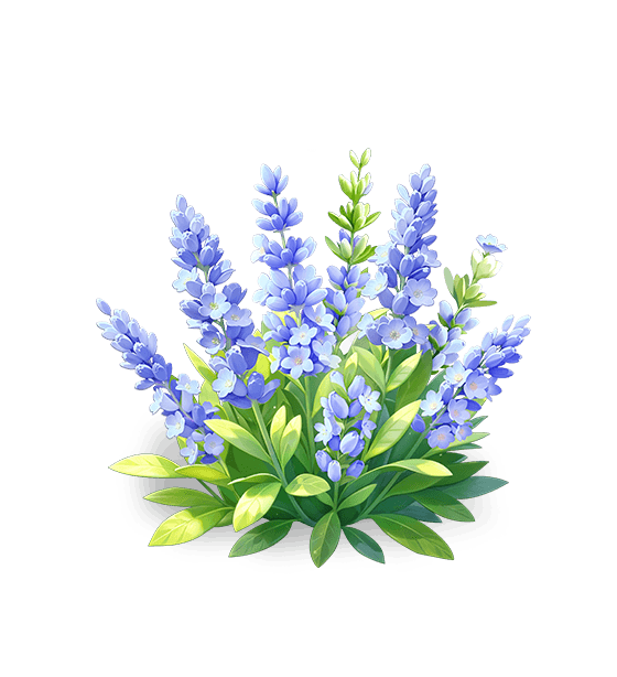 Lavande bleu profond