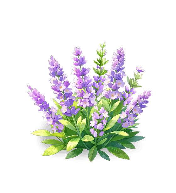 Lavande brume violette