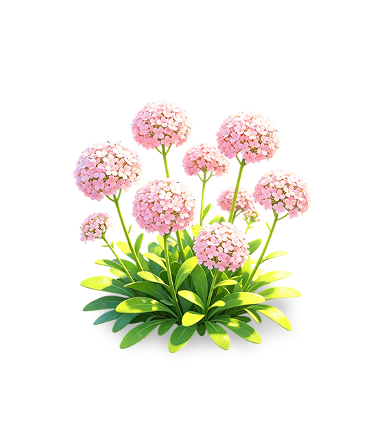 Alysson odorant rose cerise