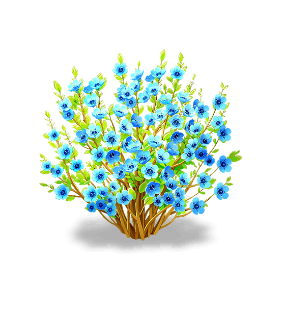 Chimonanthe étoile bleue