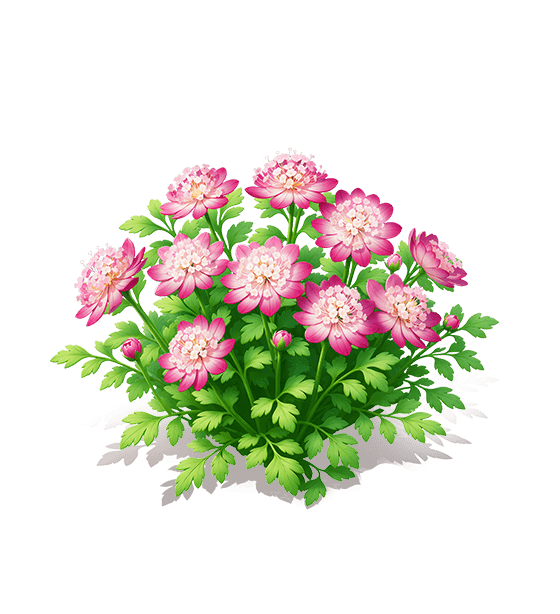 Rouge Cloud Astrantia