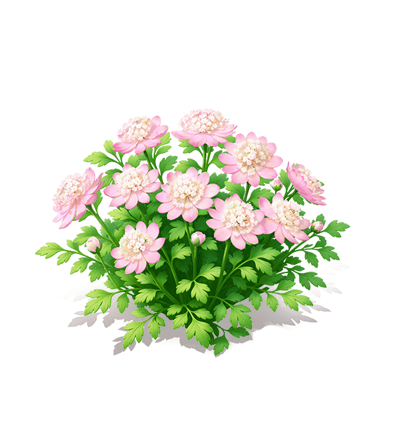 Pink Snow Astrantia