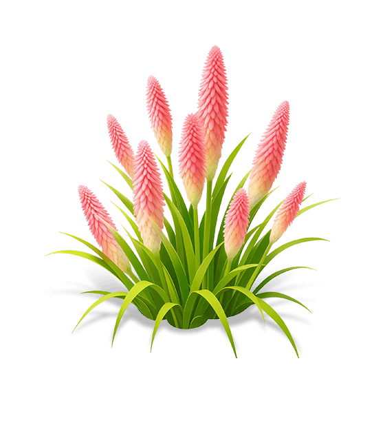 Carmine Flame Torch Lily