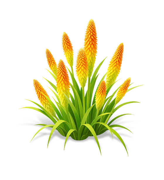 Dawn Ray Torch Lily