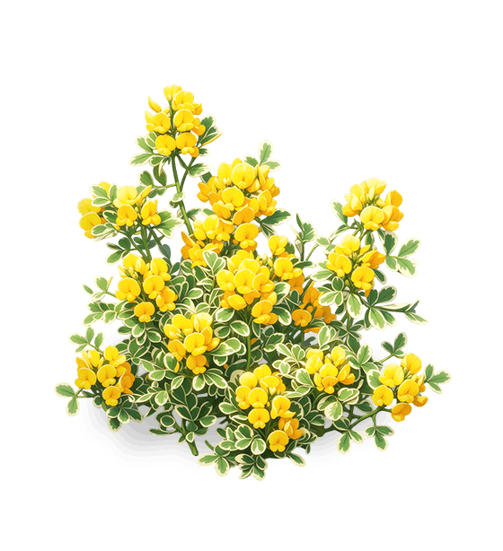 Golden Coronilla Cluster