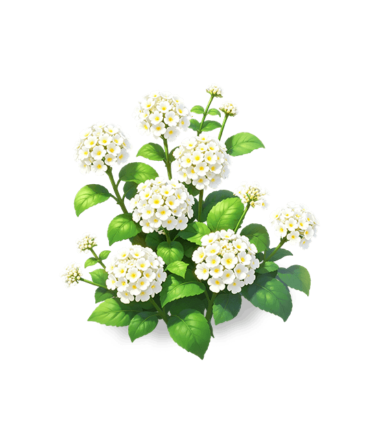 Plain Cluster Lantana
