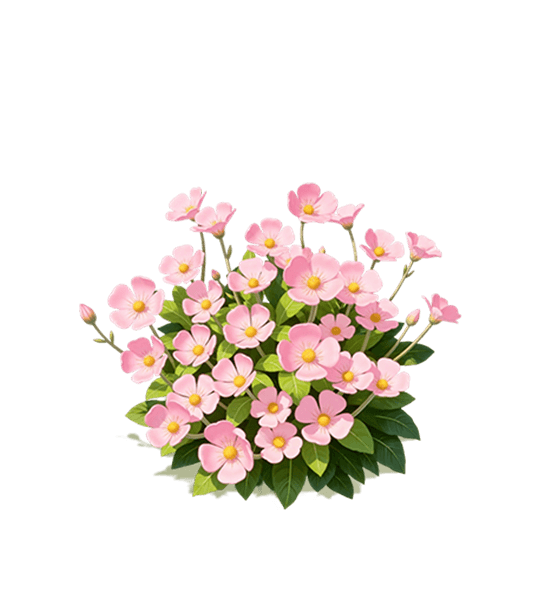 Pink Evening Primrose