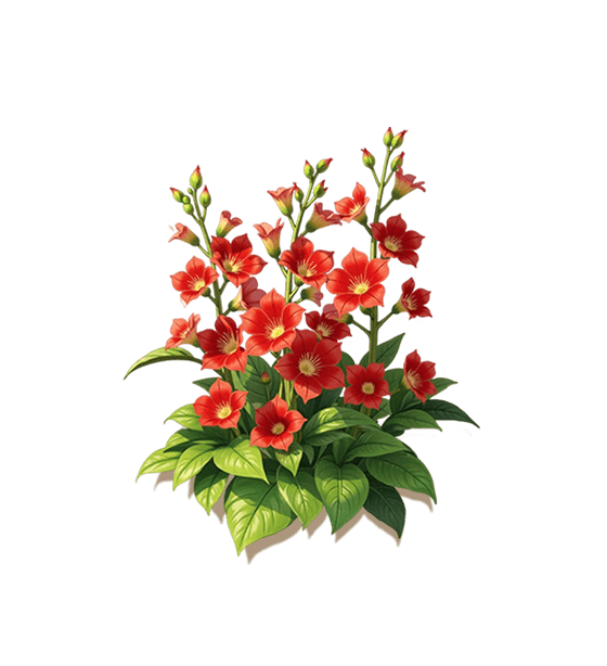 Red Hollyhock