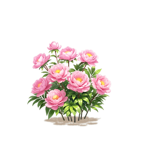 Pink Tree Peony