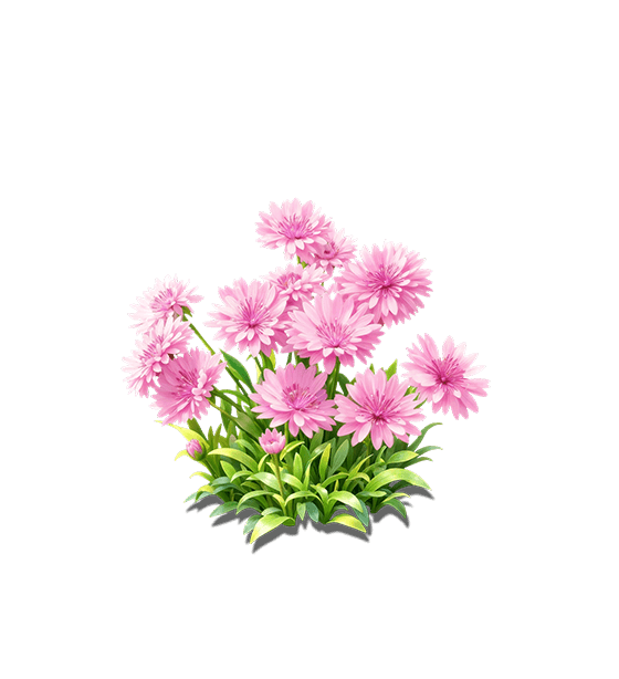 Pink Cornflower