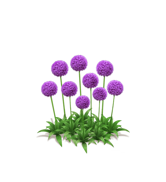 Purple Giant Allium