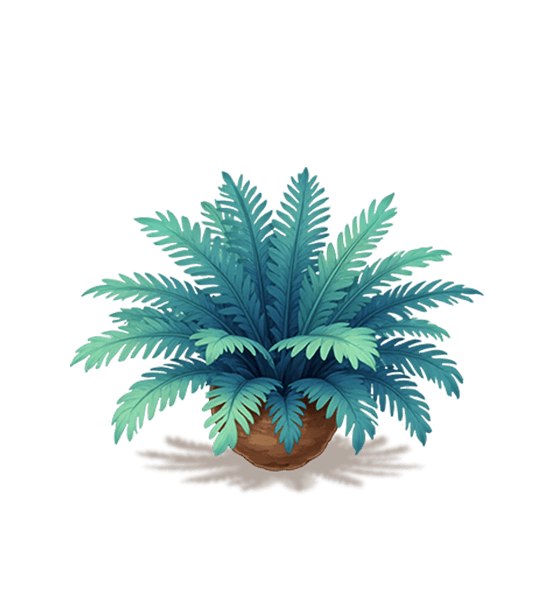 Silver Cycad