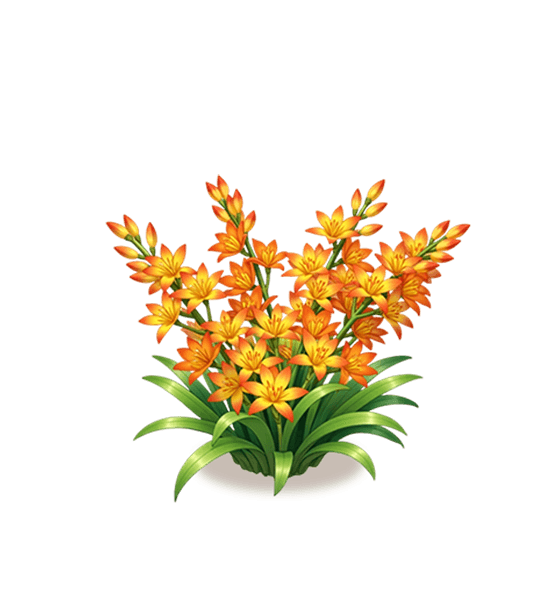 Orange Star Orchid