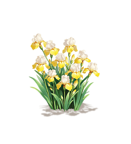 Yellow Bearded Iris