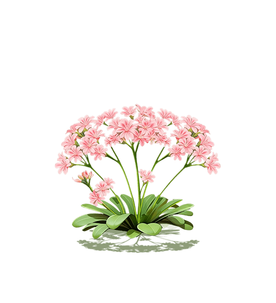 Pink Lewisia