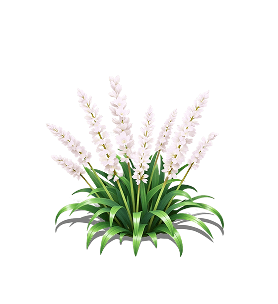 White Lilyturf